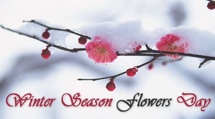 Winter Season Flowers Day messages