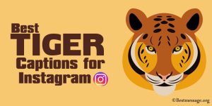 tiger safari captions