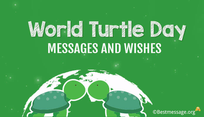 World Turtle Day Messages, World Turtle Day Wishes Photo, Image