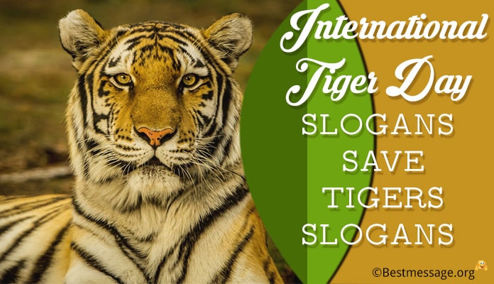 World Tiger Day Slogans - Save tiger slogans, catchy tiger slogan