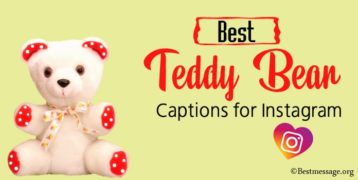 Best Teddy Bear Instagram Captions, Teddy Bear Quotes, Status