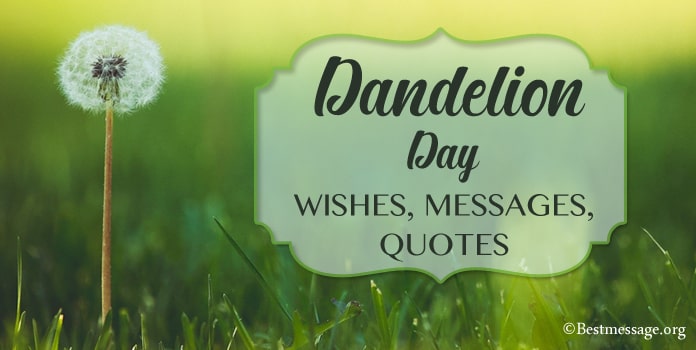 Dandelion Day Messages, Dandelion wish quotes