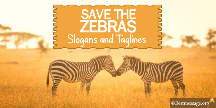 Save the Zebras Slogans and Quotes