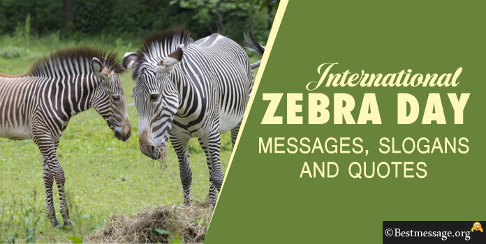 International Zebra Day Messages, Zebra Quotes