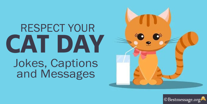 Respect Your Cat Day Jokes, Instagram Captions