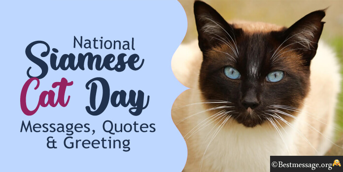 Happy Siamese Cat Day Wishes Images, Messages