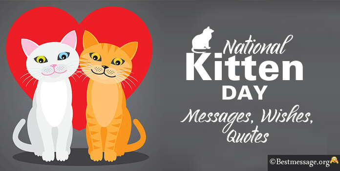 Kitten Day Quotes Wishes Images