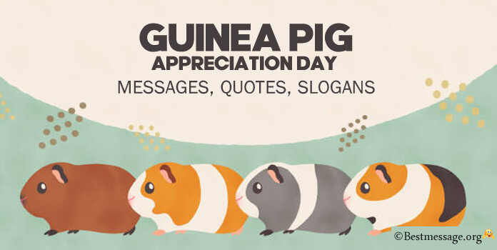 Guinea Pig Appreciation Day Messages Quotes