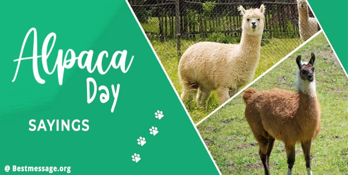 Alpaca Day Messages | Alpaca Quotes and Sayings