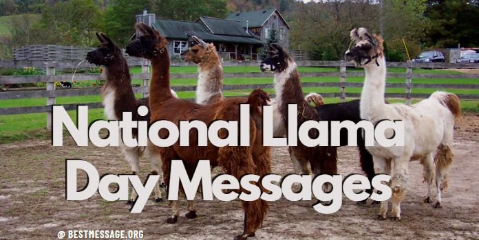 National Llama Day Messages Captions