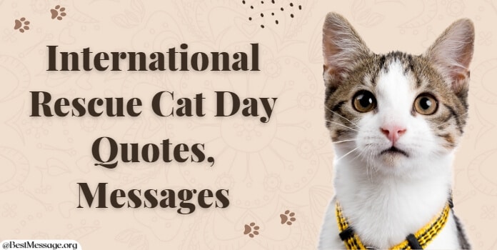 Rescue Cat Day Messages, Cat Quotes