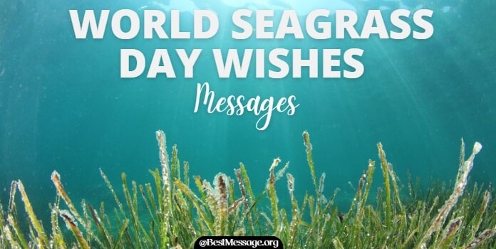 World Seagrass Day Wishes Messages