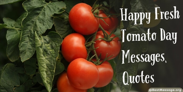 Fresh Tomato Day Messages, Quotes Captions