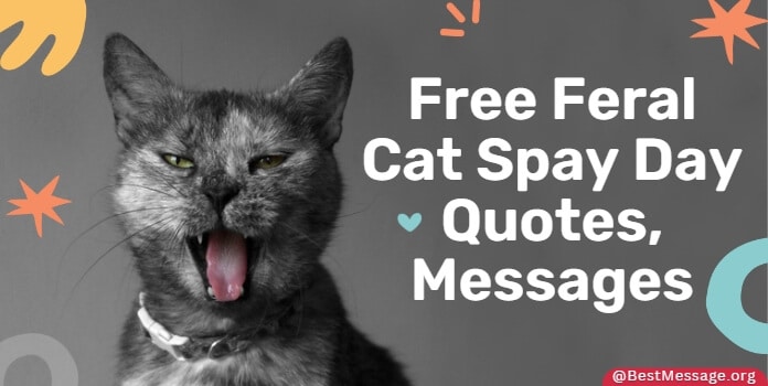 Free Feral Cat Spay Day Quotes, Messages