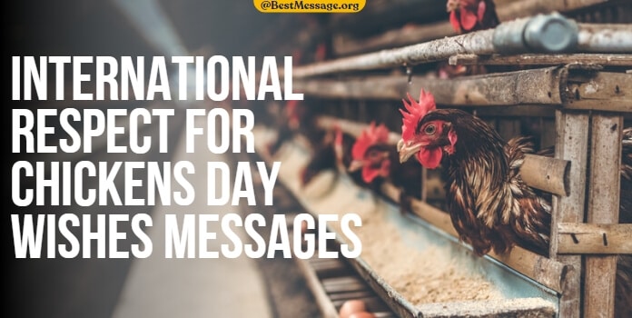 International Respect for Chickens Day Messages, Quotes