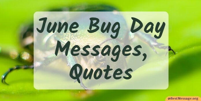 June Bug Day Messages,Quotes