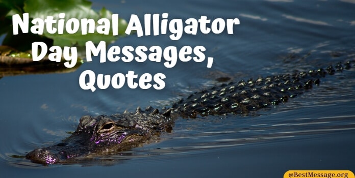 Alligator Day Messages, Alligator Slogans