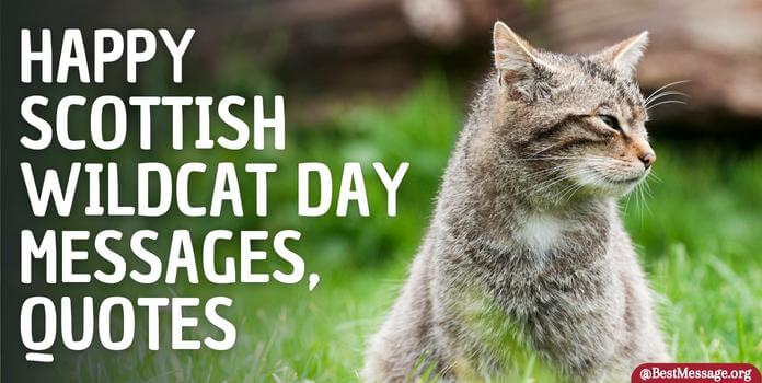 Happy Scottish Wildcat Day Messages, Quotes
