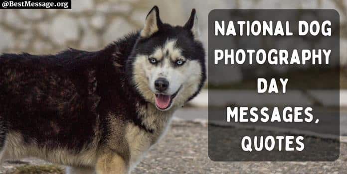 Dog Photography Day Messages quotes