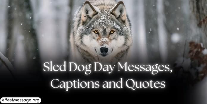 Sled Dog Day Messages, Captions Quotes